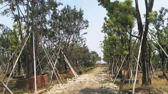 不斷追求完美,上海大景的實力派風(fēng)采