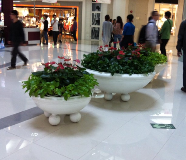 中山市民眾鎮常春花卉中心