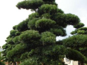 圖園林綠化 打造理想庭院景觀的設(shè)計、施工與養(yǎng)護(hù)