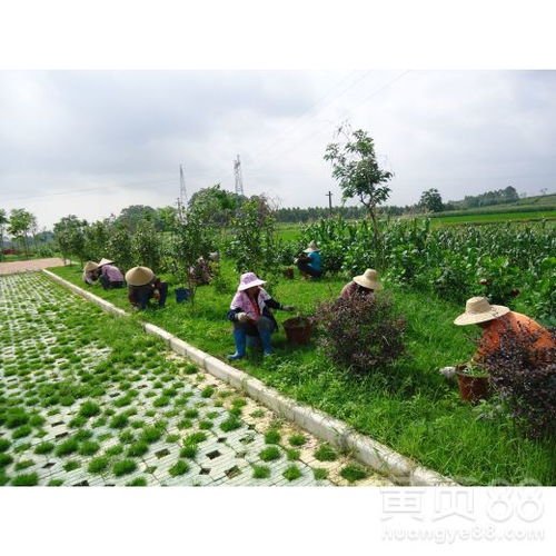 肇慶園林綠化工程施工 營造山水名城生態畫卷