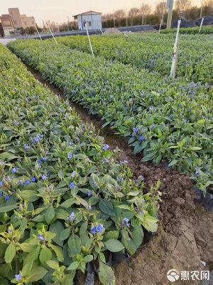 草花之趣 從可愛花袋苗到多元化應用場景